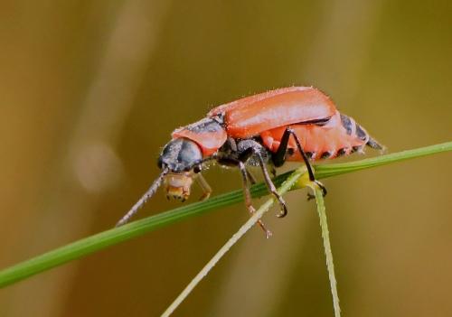 Clanoptilus rufus